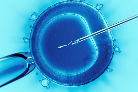 什么是体外受精（IVF）？试管婴儿又是什么？