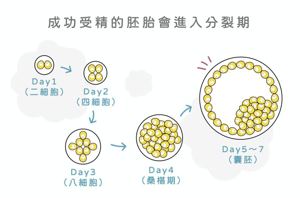 植入胚胎，选择第三天还是第五天好？