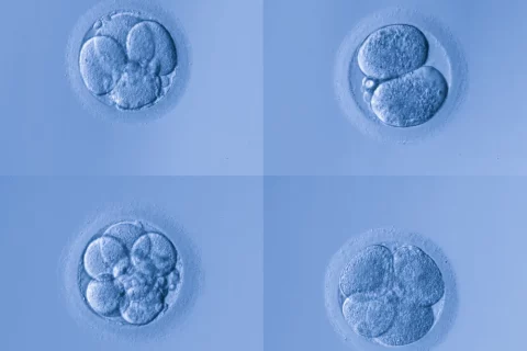 深入理解试管婴儿中的胚胎分级