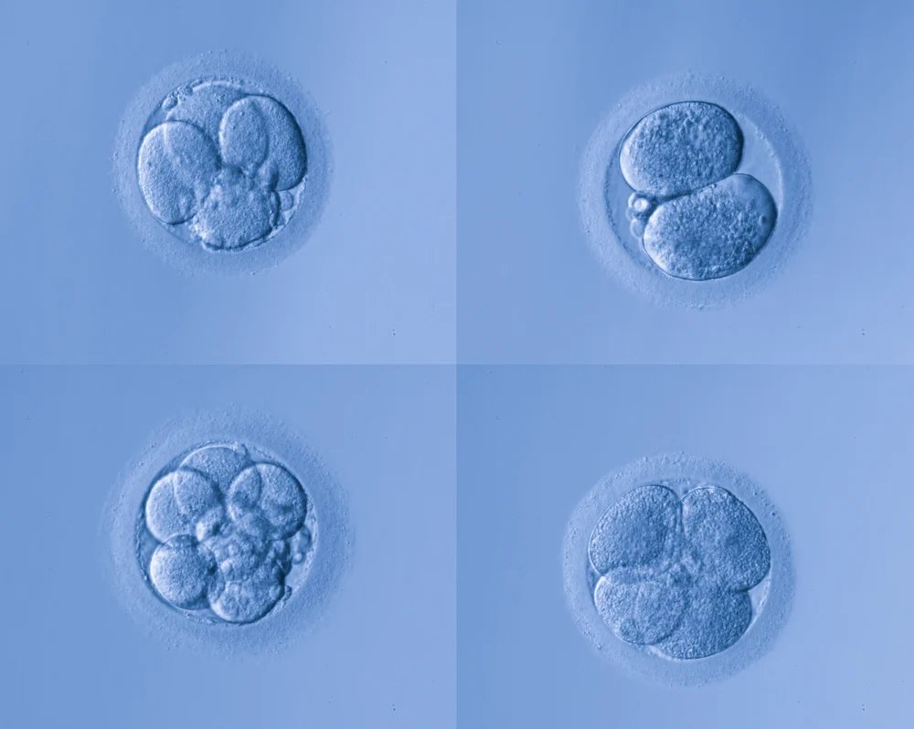 深入理解试管婴儿中的胚胎分级